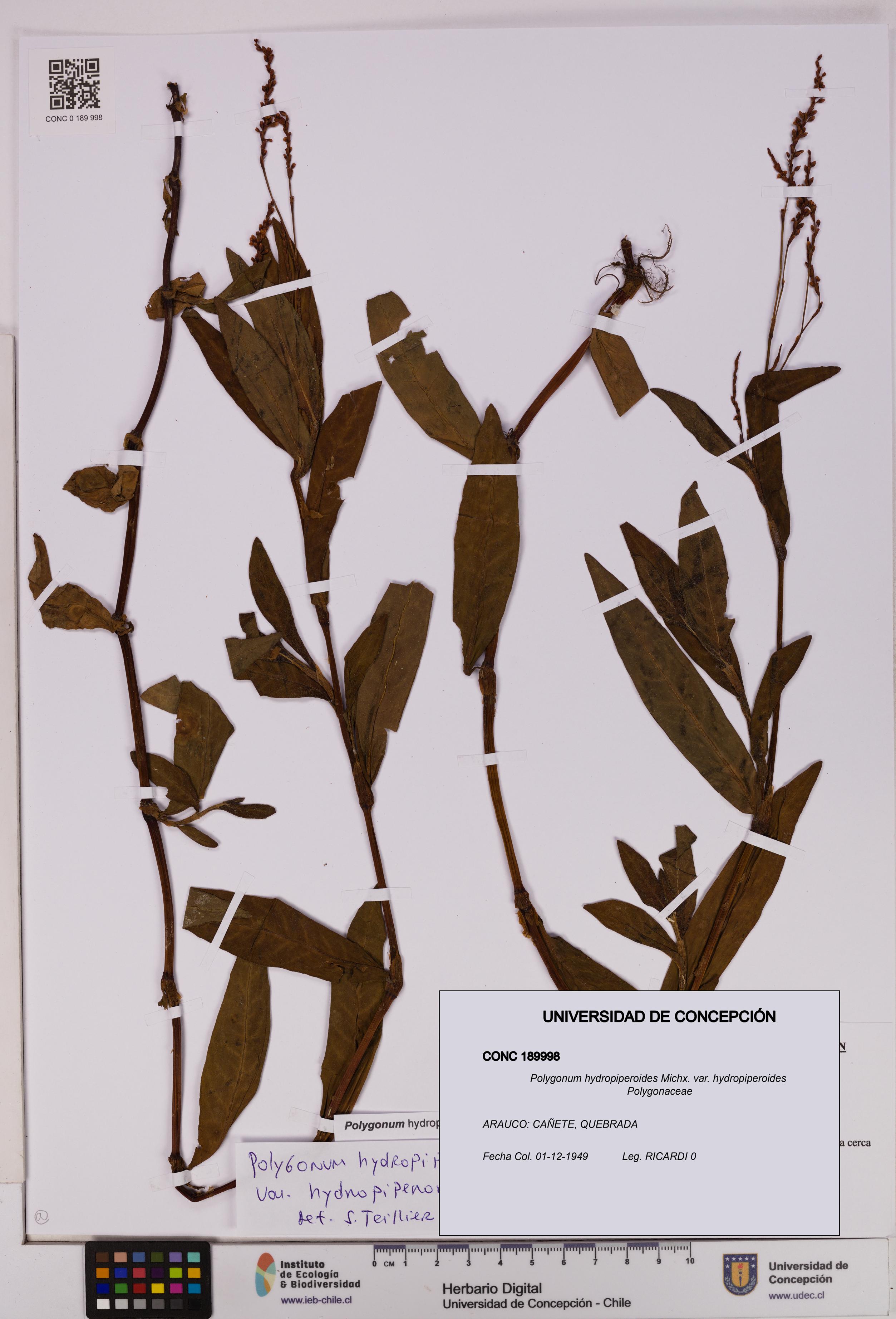 Polygonum hydropiperoides var. hydropiperoides [Espécimen: UDEC:CONC:0189998]