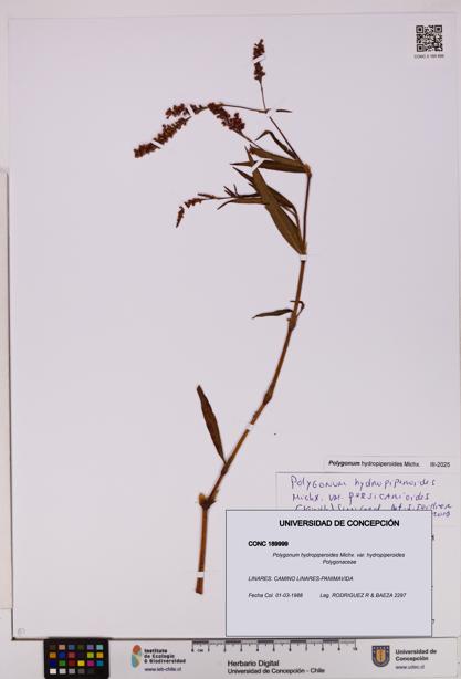 Polygonum hydropiperoides var. hydropiperoides [Espécimen: UDEC:CONC:0189999]