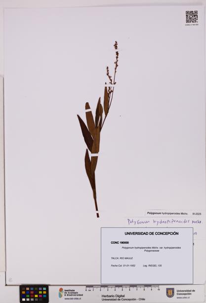Polygonum hydropiperoides var. hydropiperoides [Espécimen: UDEC:CONC:0190000]