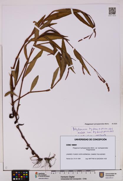 Polygonum hydropiperoides var. hydropiperoides [Espécimen: UDEC:CONC:0190001]