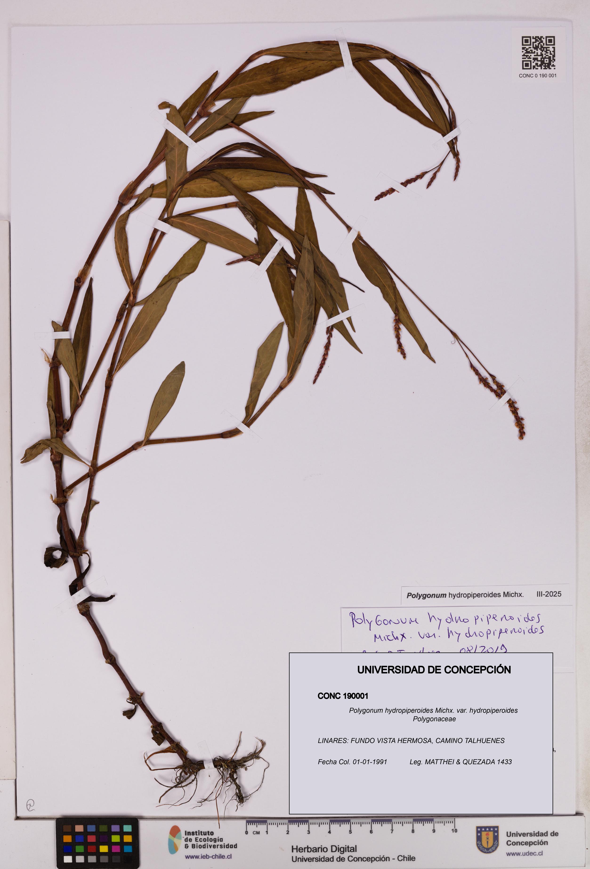 Polygonum hydropiperoides var. hydropiperoides [Espécimen: UDEC:CONC:0190001]