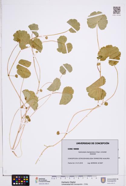 Hydrocotyle chamaemorus [Espécimen: ]