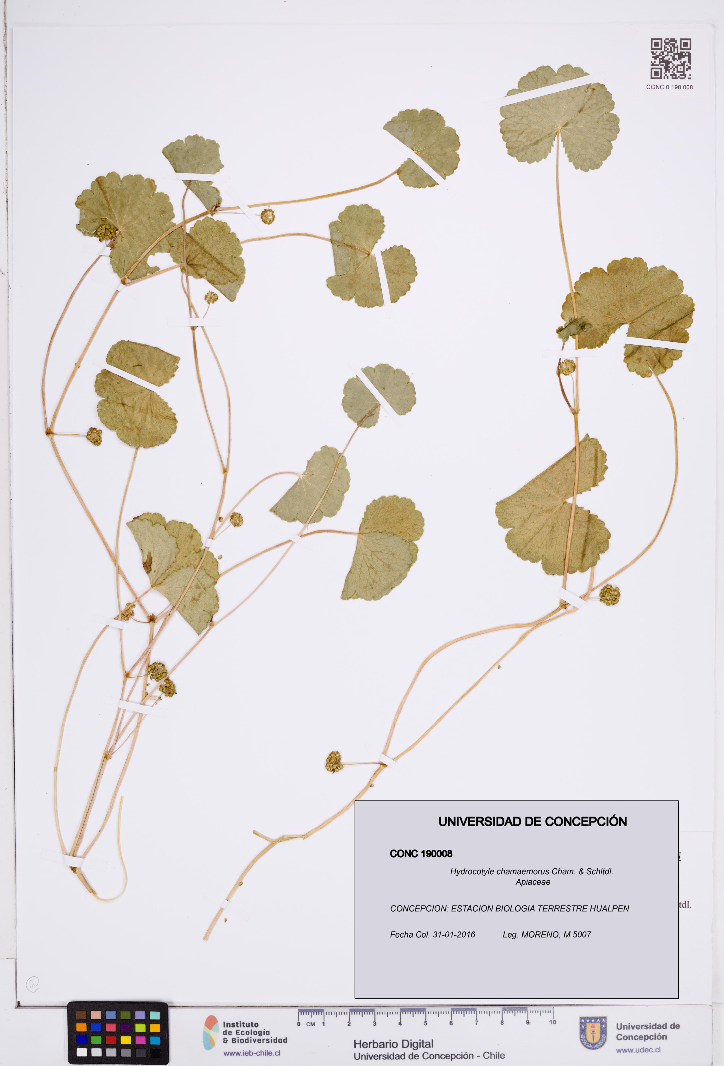Hydrocotyle chamaemorus [Espécimen: ]