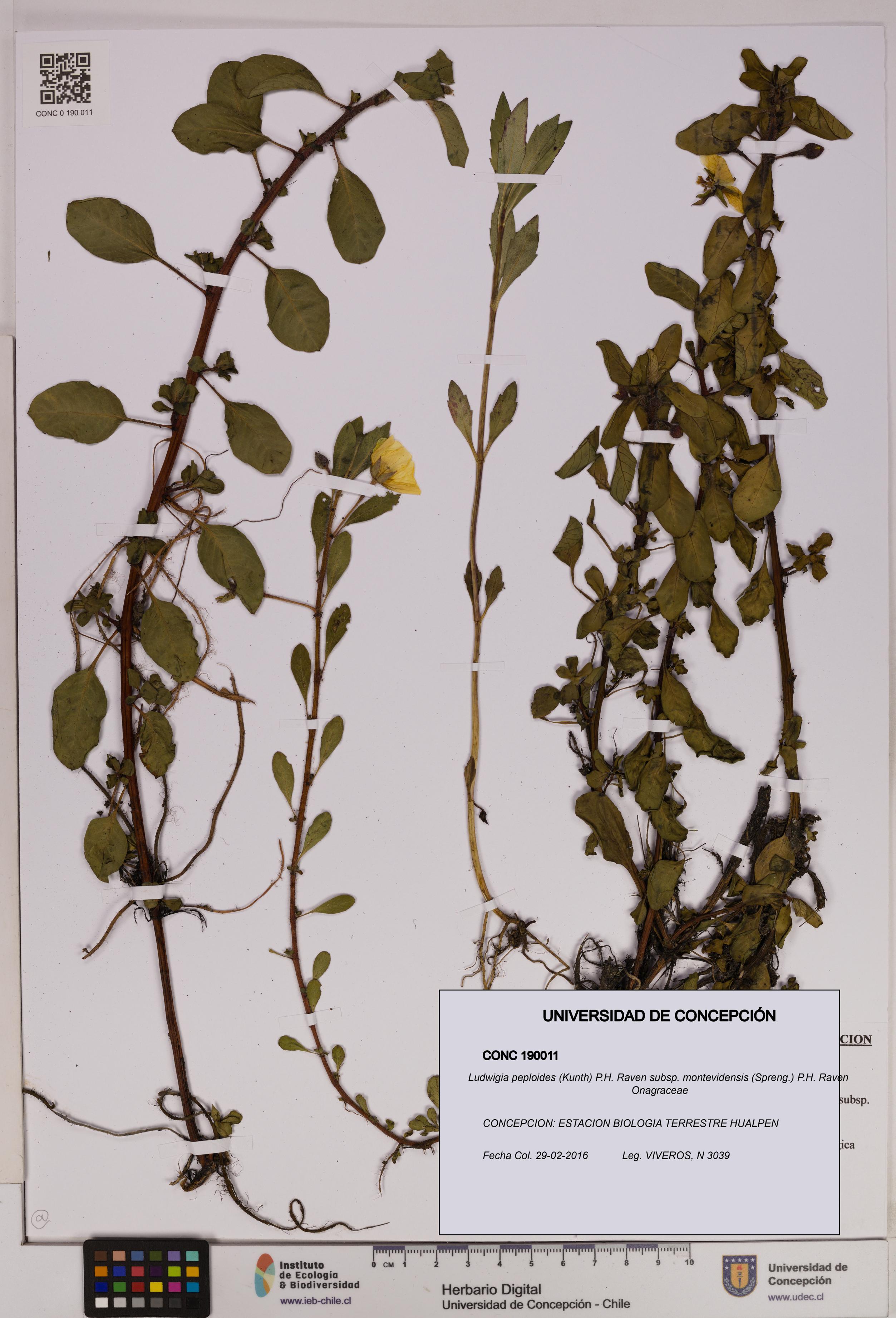 Ludwigia peploides [Espécimen: UDEC:CONC:0190011]