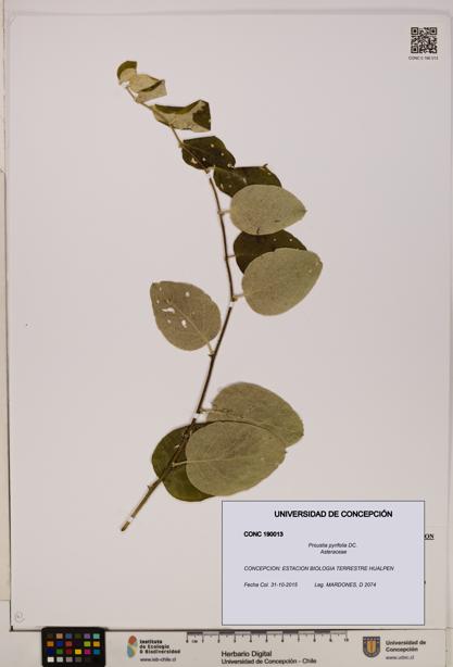Proustia pyrifolia [Espécimen: UDEC:CONC:0190013]