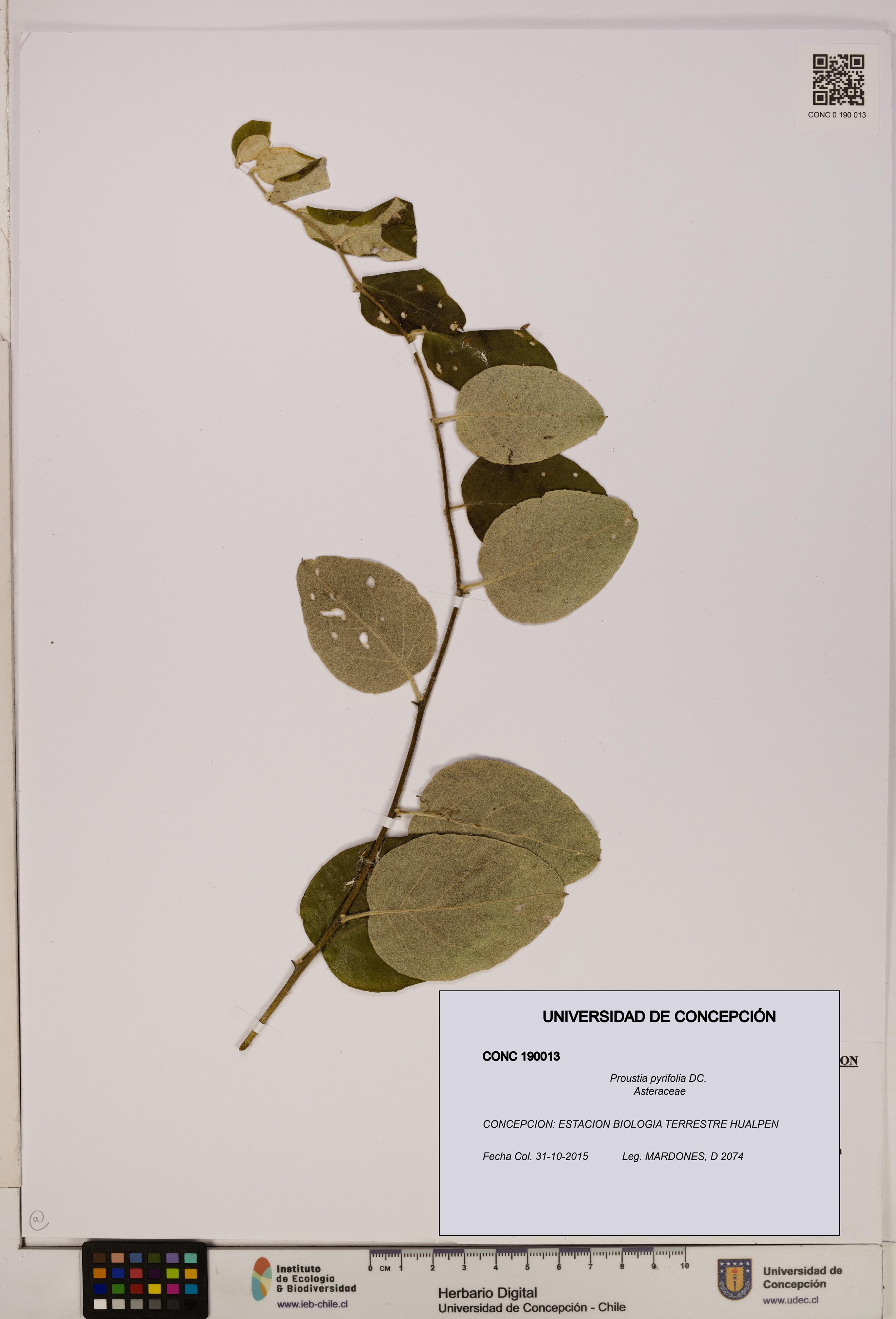 Proustia pyrifolia [Espécimen: UDEC:CONC:0190013]