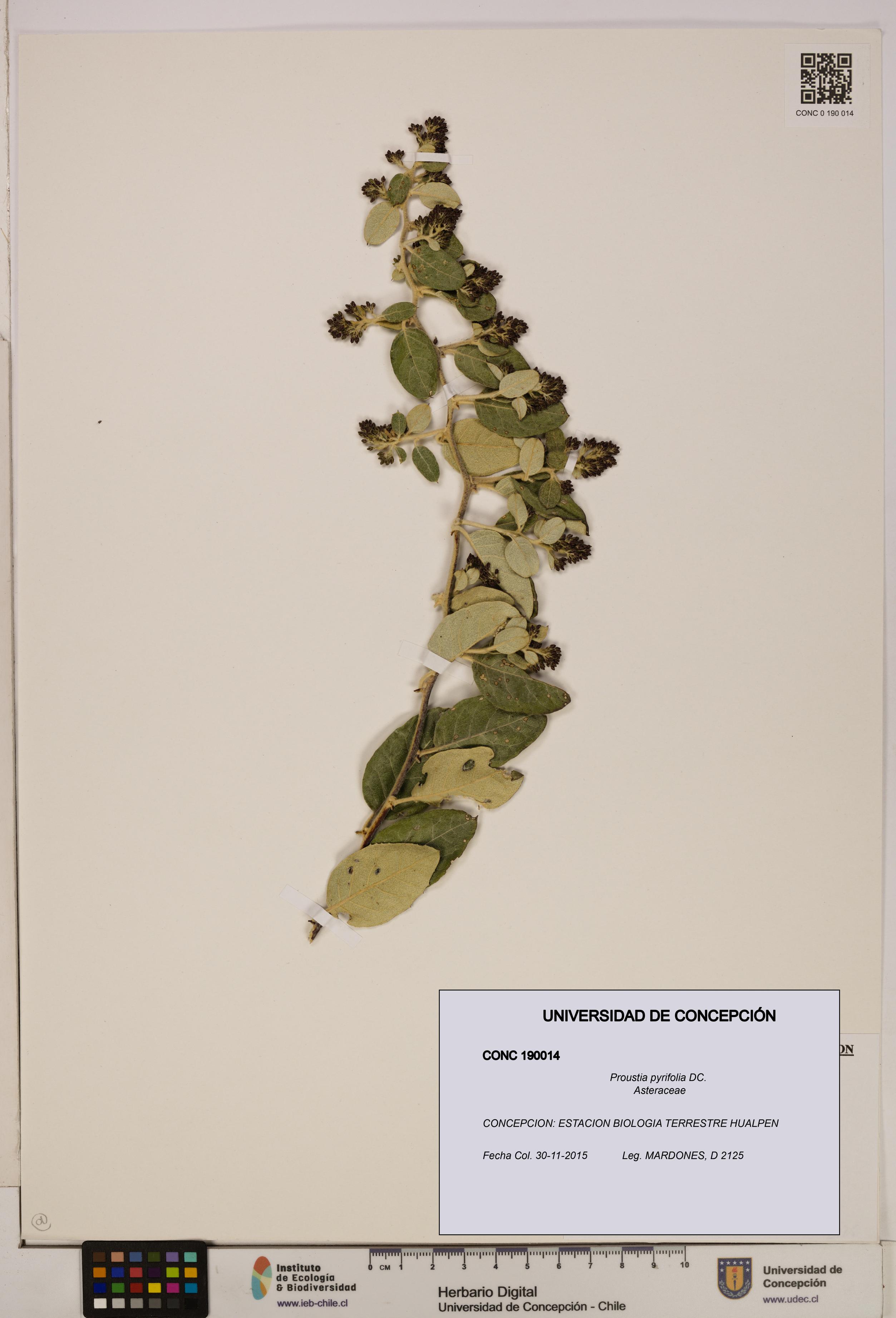Proustia pyrifolia [Espécimen: UDEC:CONC:0190014]