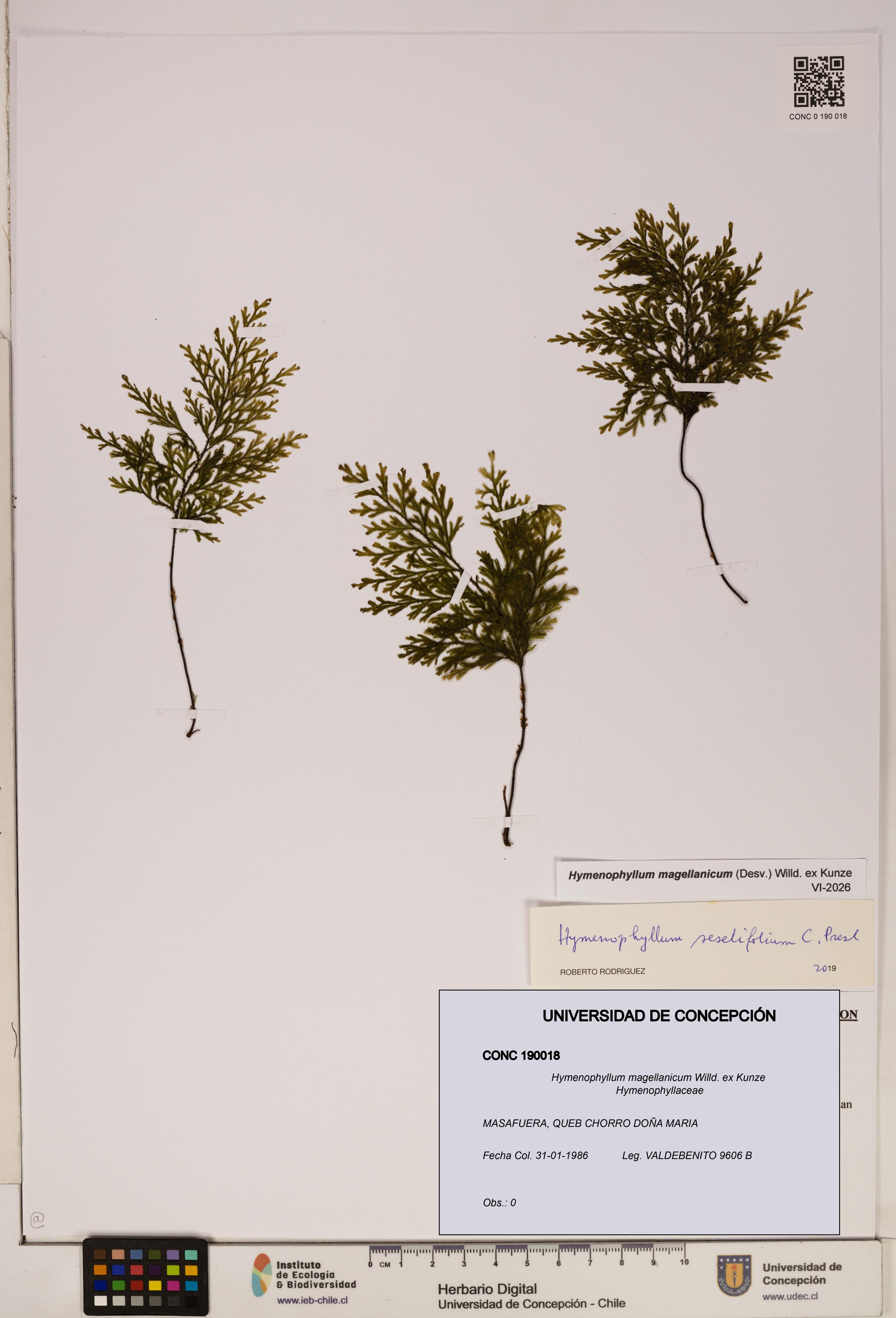 Hymenophyllum magellanicum [Espécimen: ]