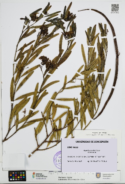 Skytanthus acutus [Espécimen: UDEC:CONC:0190020]