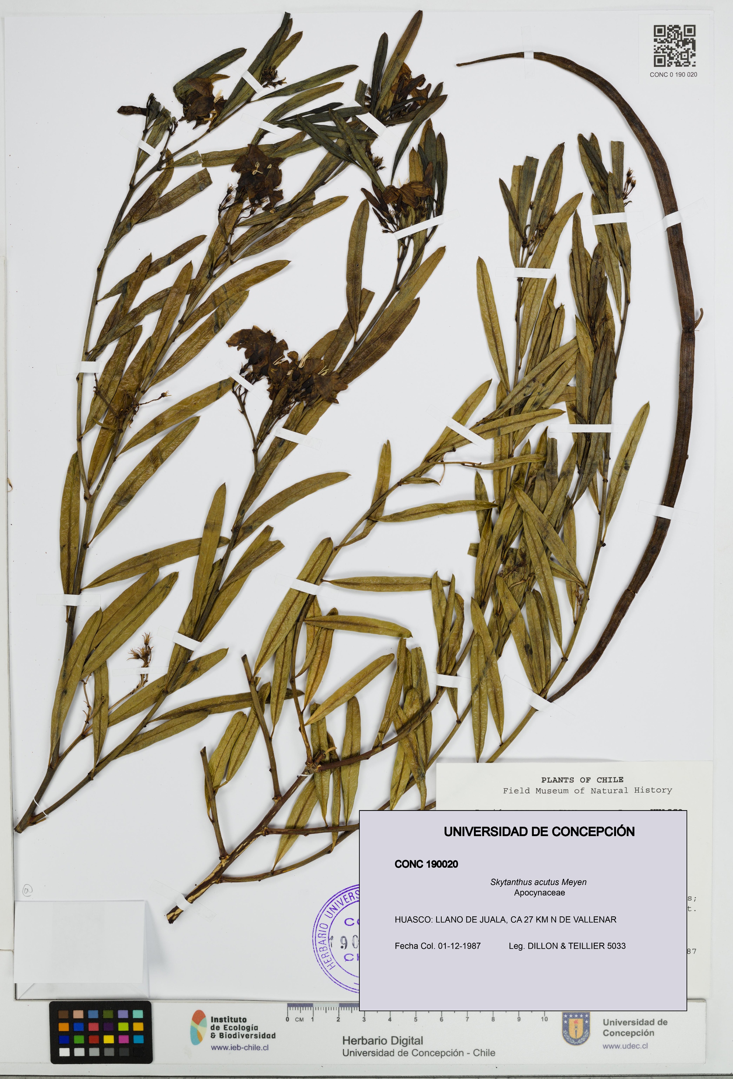 Skytanthus acutus [Espécimen: UDEC:CONC:0190020]