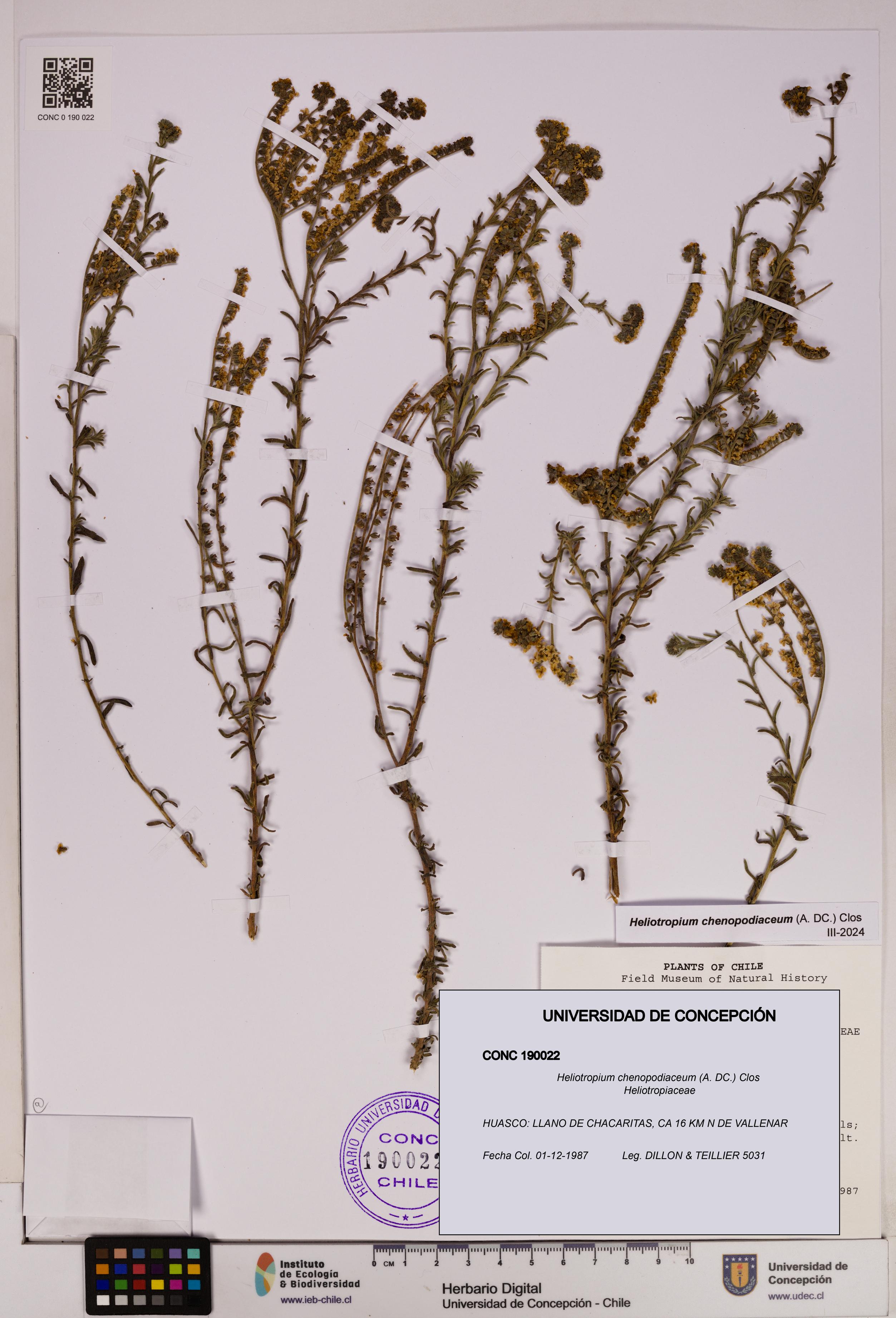 Heliotropium chenopodiaceum [Espécimen: UDEC:CONC:0190022]