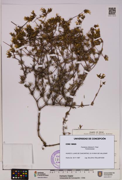 Frankenia chilensis [Espécimen: UDEC:CONC:0190023]