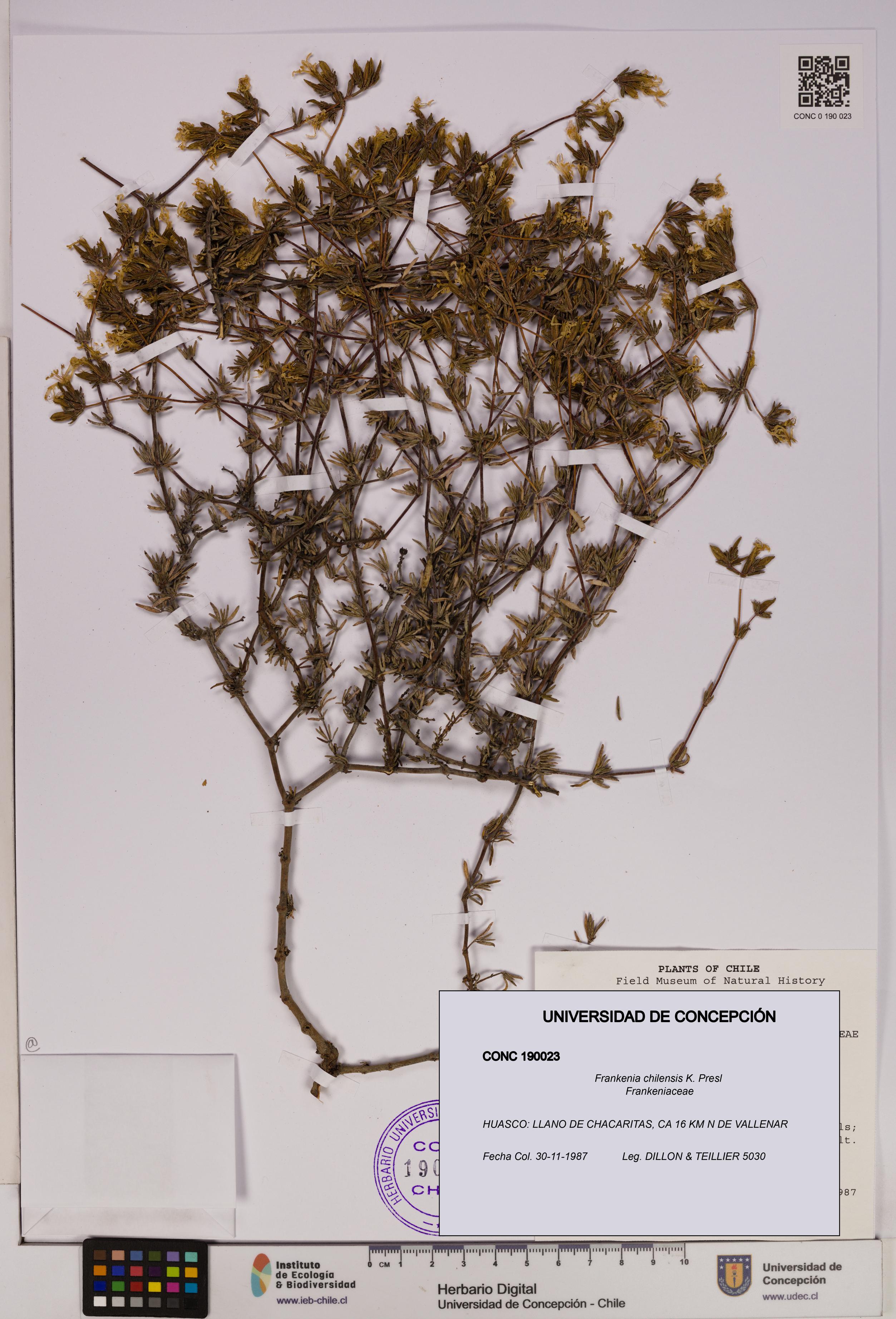 Frankenia chilensis [Espécimen: UDEC:CONC:0190023]