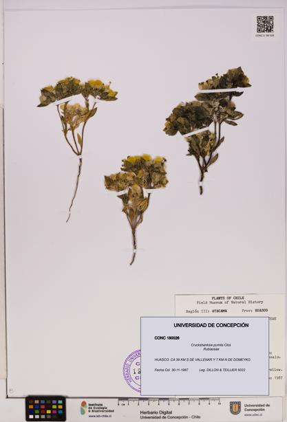 Cruckshanksia pumila [Espécimen: UDEC:CONC:0190026]