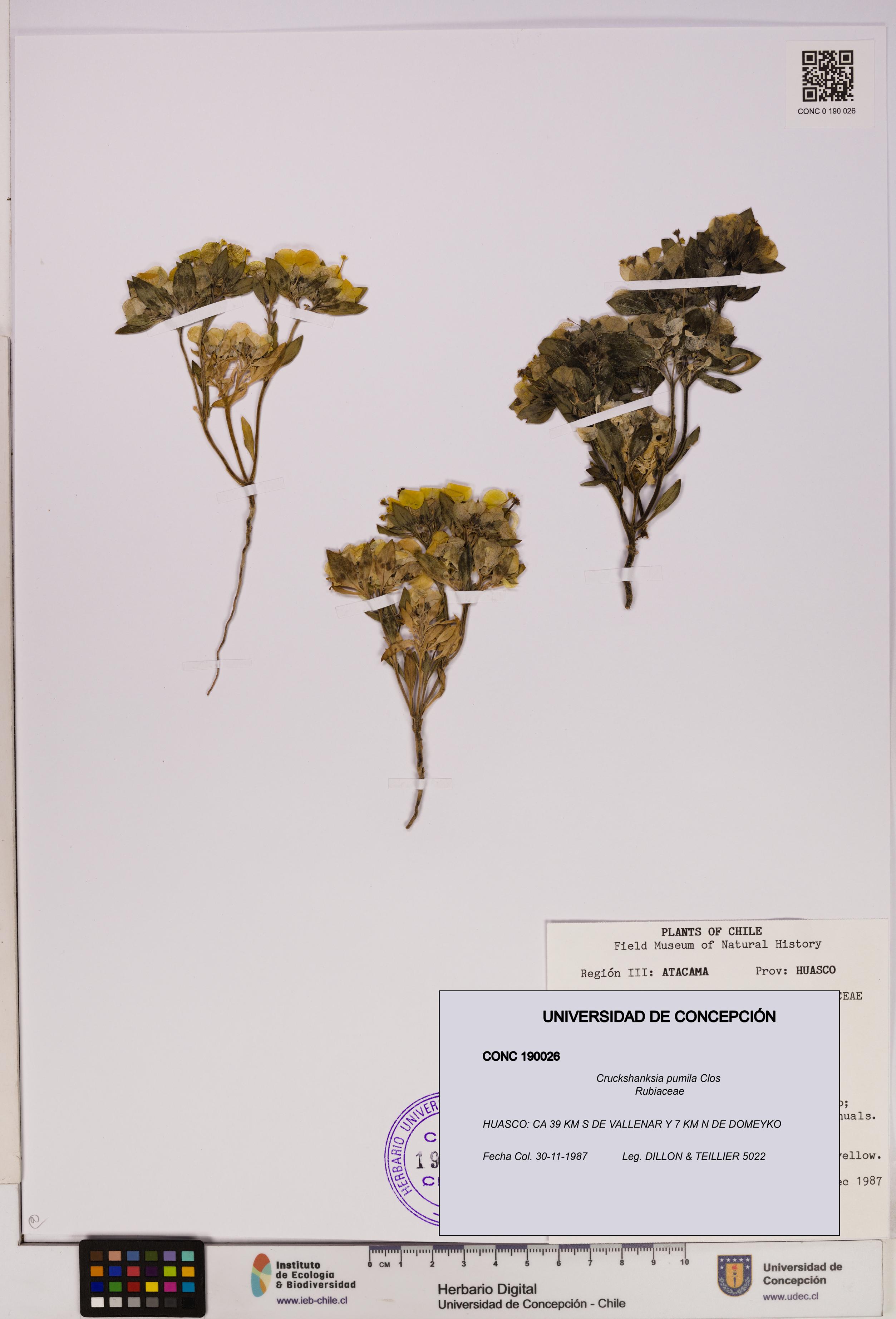 Cruckshanksia pumila [Espécimen: UDEC:CONC:0190026]