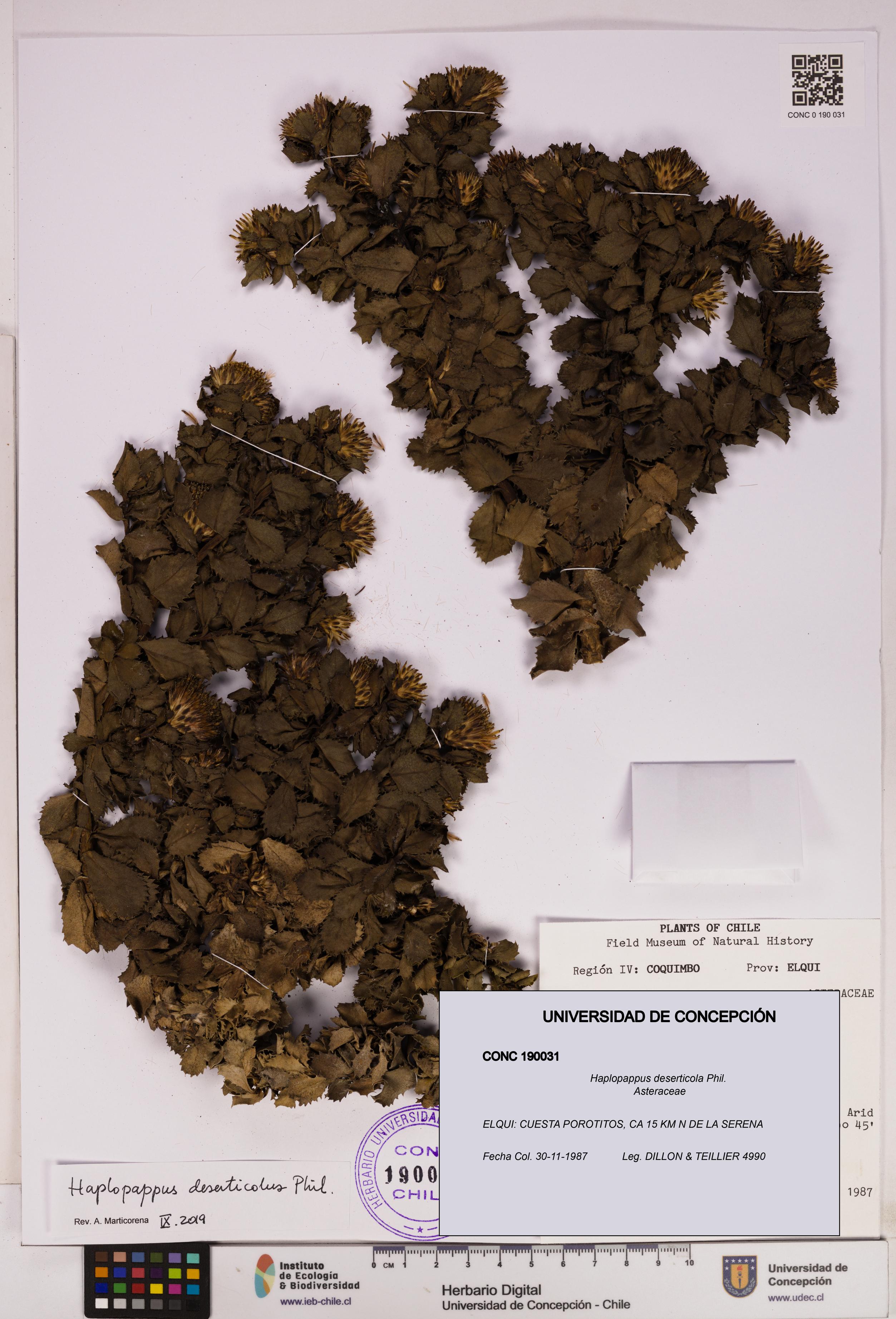 Haplopappus deserticola [Espécimen: UDEC:CONC:0190031]