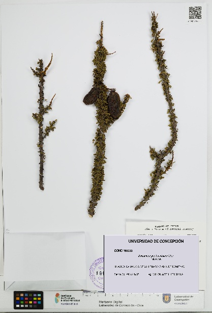 Balsamocarpon brevifolium [Espécimen: UDEC:CONC:0190033]