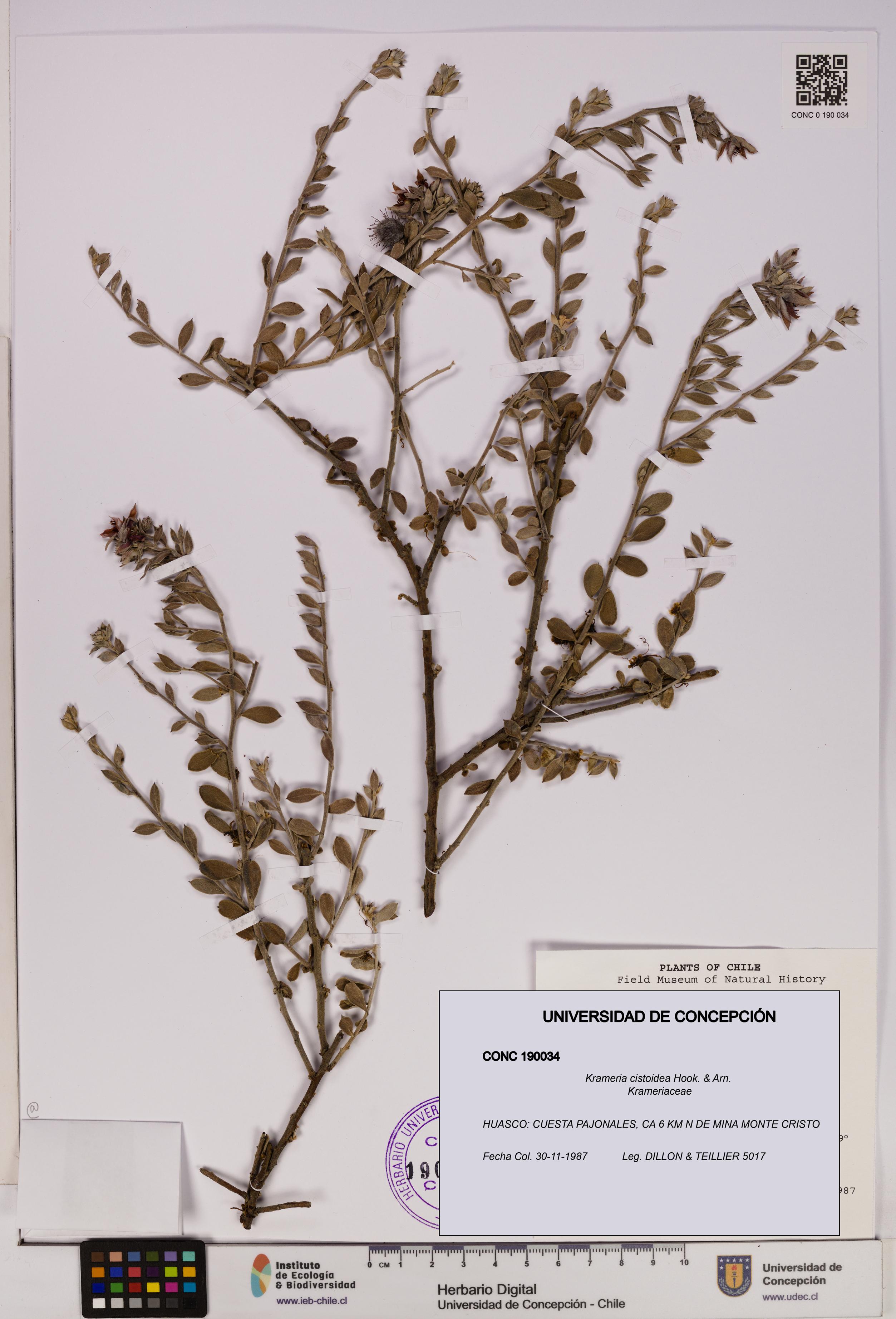 Krameria cistoidea [Espécimen: UDEC:CONC:0190034]