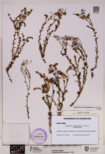 Heliotropium chenopodiaceum [Espécimen: UDEC:CONC:0190036]