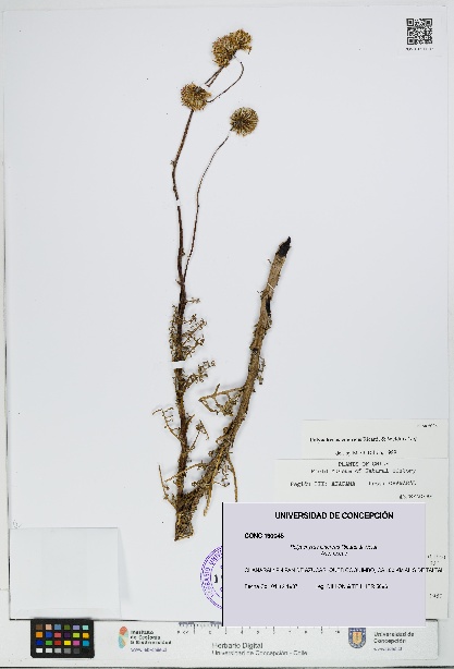 Polyachyrus cinereus [Espécimen: UDEC:CONC:0190045]