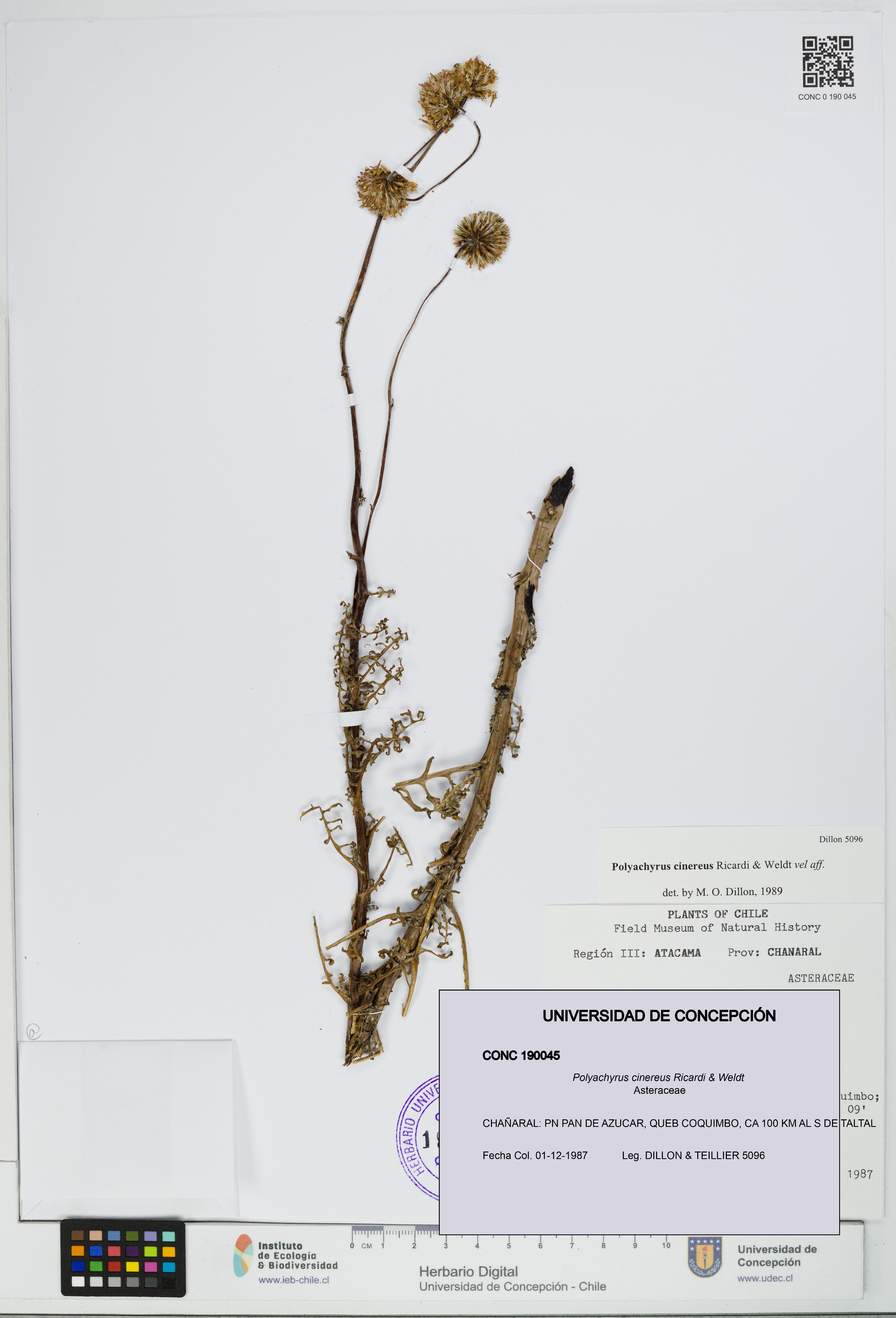 Polyachyrus cinereus [Espécimen: UDEC:CONC:0190045]