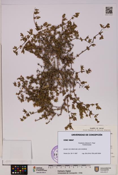 Frankenia chilensis [Espécimen: UDEC:CONC:0190047]