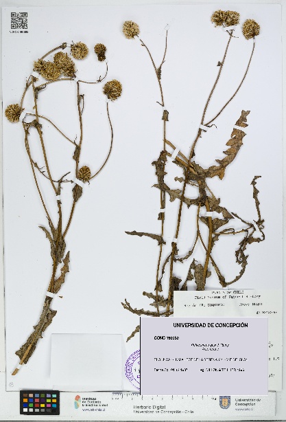 Polyachyrus gayi [Espécimen: UDEC:CONC:0190050]