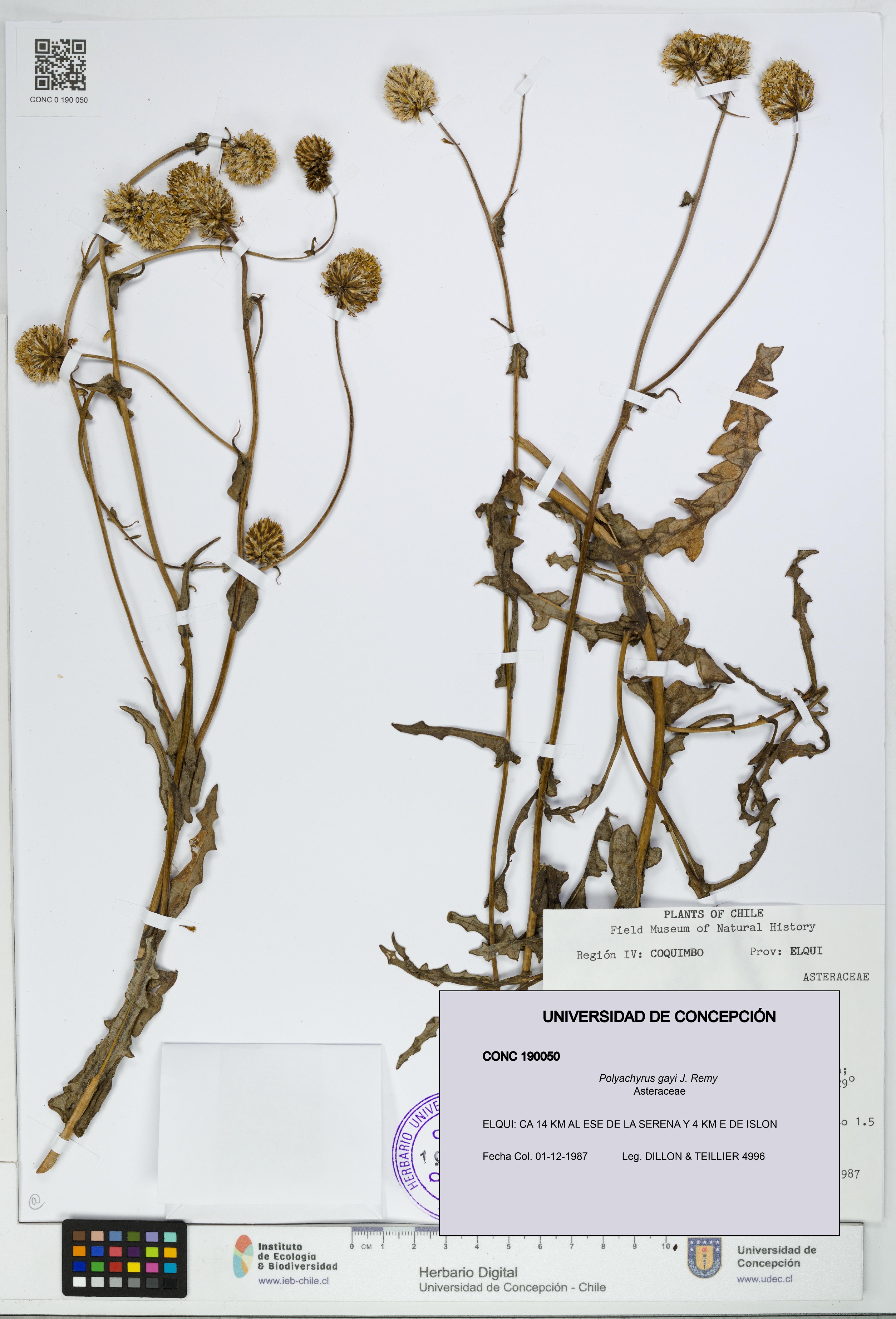 Polyachyrus gayi [Espécimen: UDEC:CONC:0190050]
