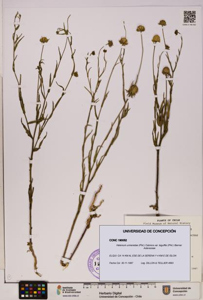 Helenium urmenetae var. leguiffei [Espécimen: UDEC:CONC:0190052]