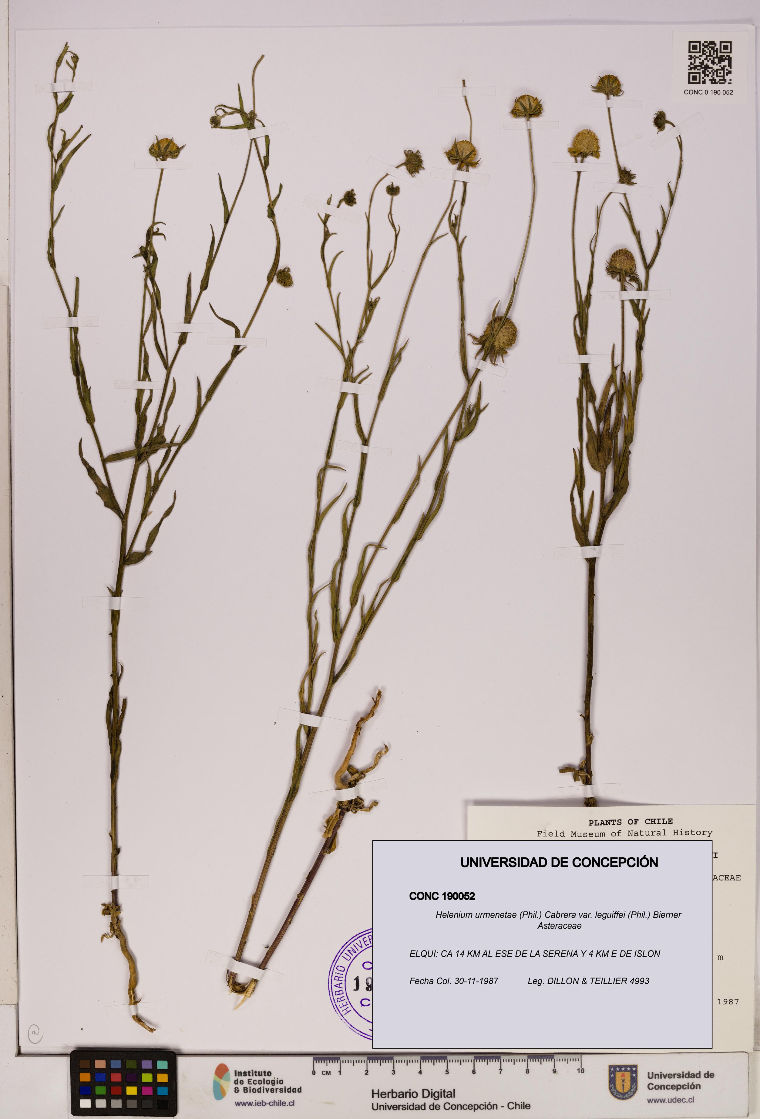 Helenium urmenetae var. leguiffei [Espécimen: UDEC:CONC:0190052]