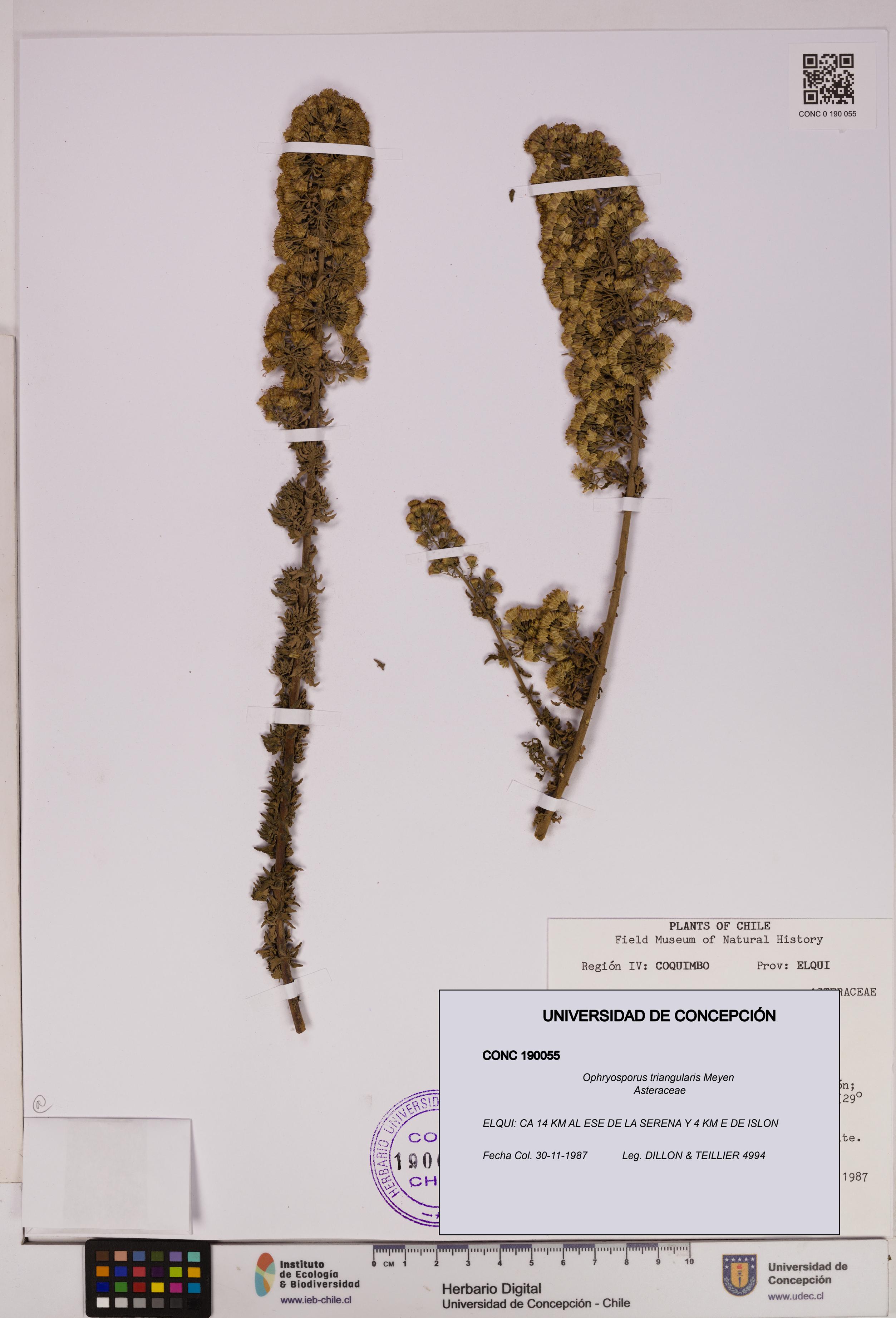 Ophryosporus triangularis [Espécimen: UDEC:CONC:0190055]
