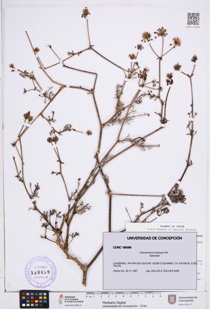 Eremocharis fruticosa [Espécimen: ]