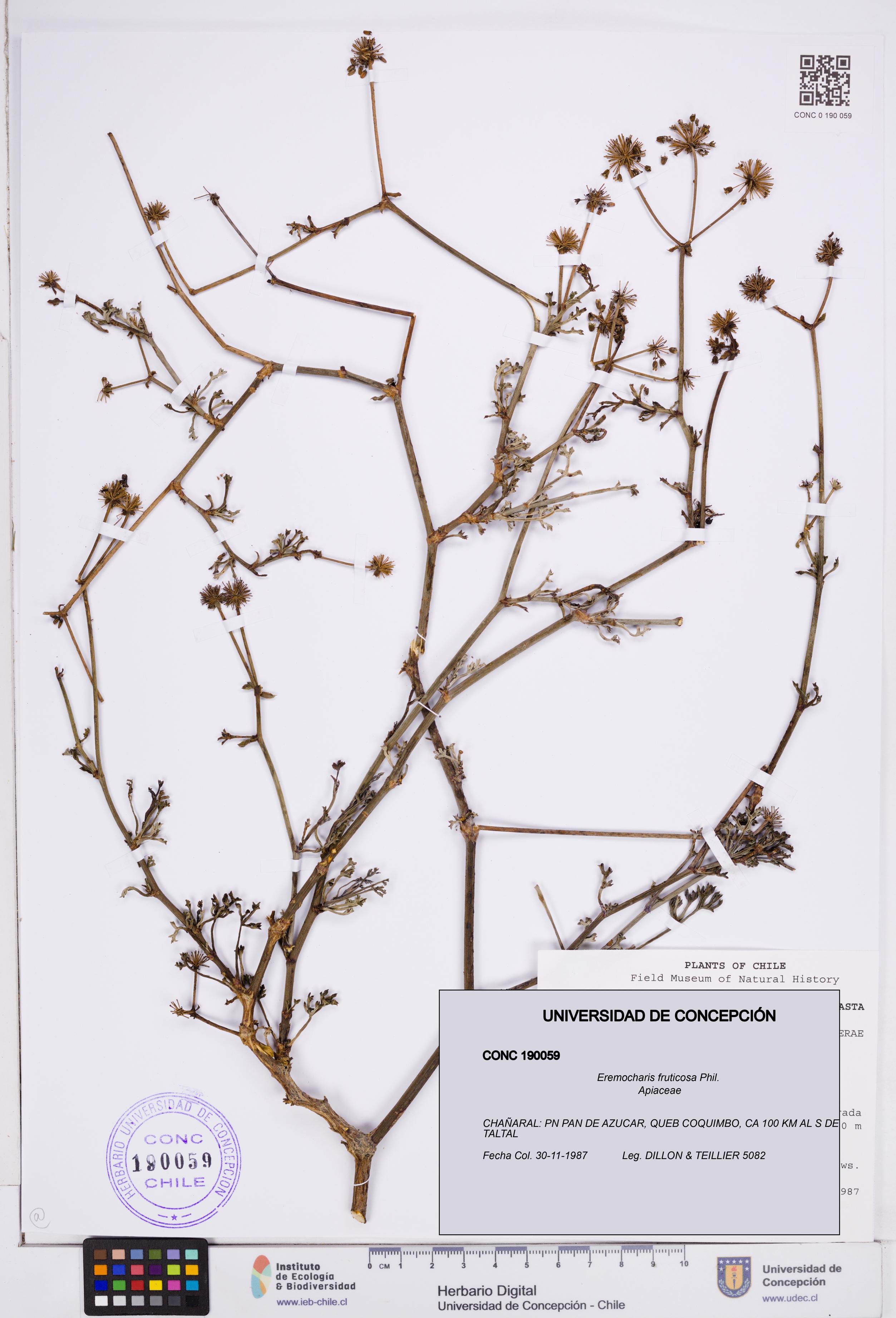 Eremocharis fruticosa [Espécimen: ]