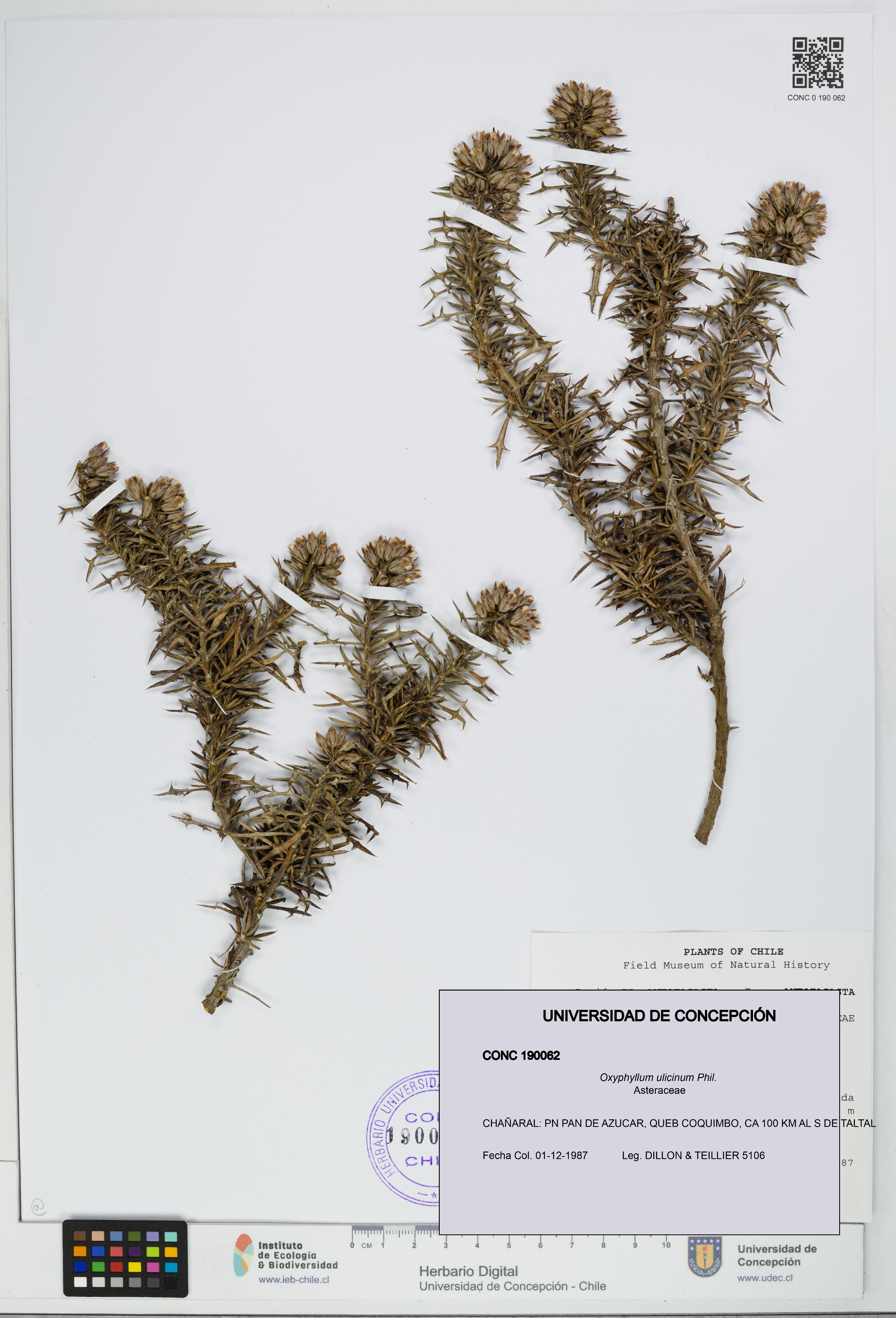 Oxyphyllum ulicinum [Espécimen: ]