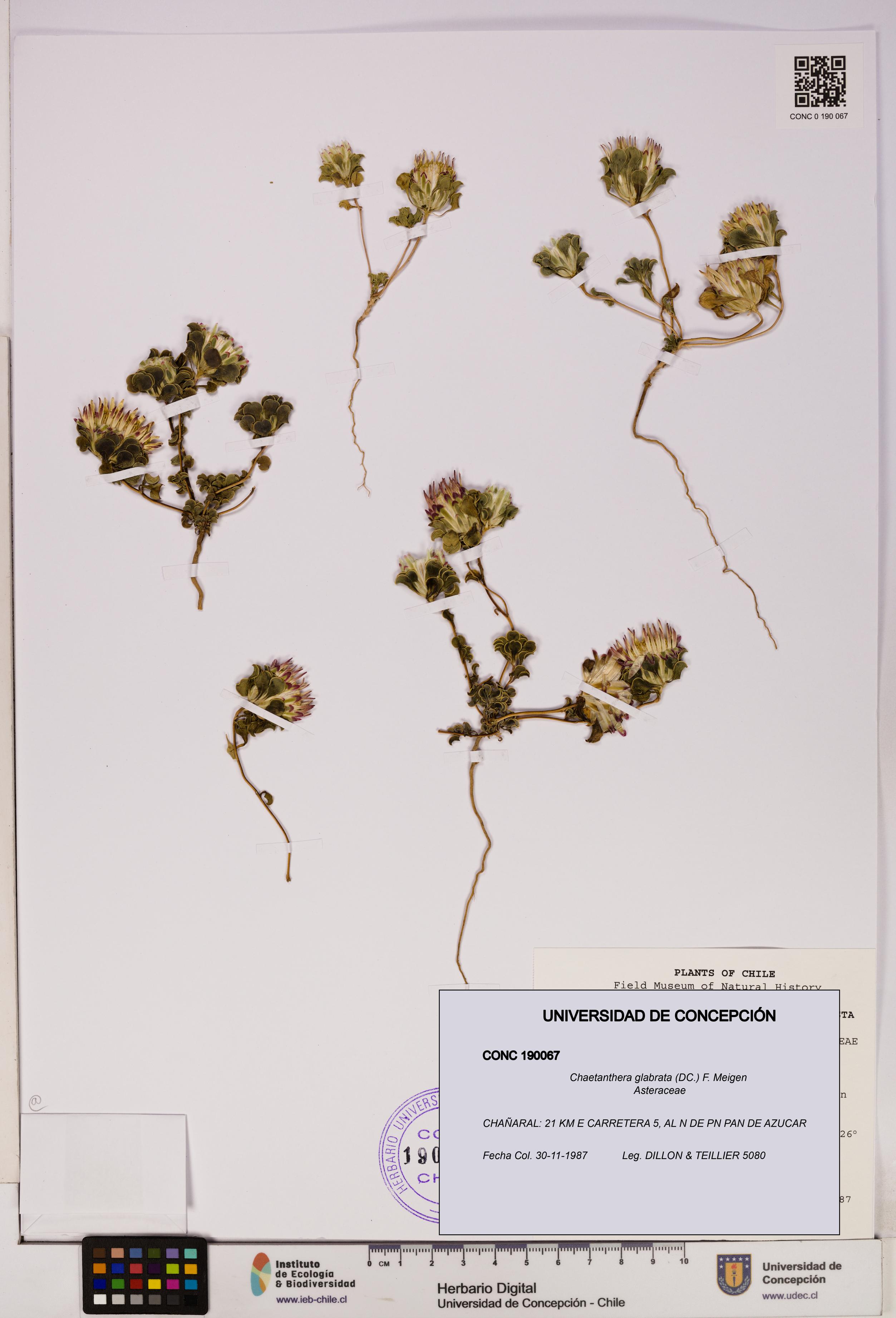 Chaetanthera glabrata [Espécimen: UDEC:CONC:0190067]