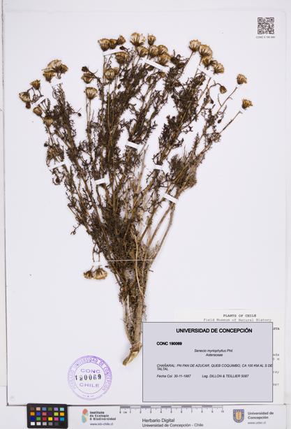 Senecio myriophyllus [Espécimen: ]