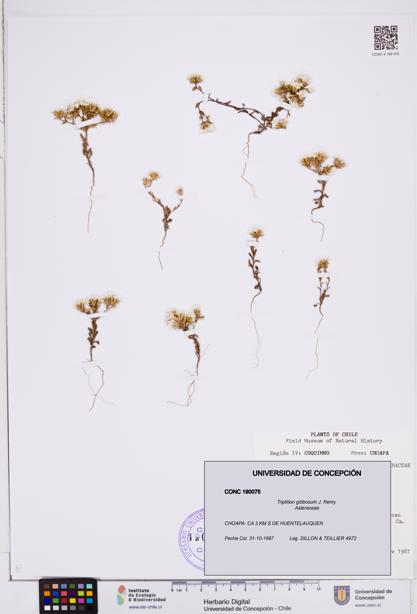 Triptilion gibbosum [Espécimen: ]