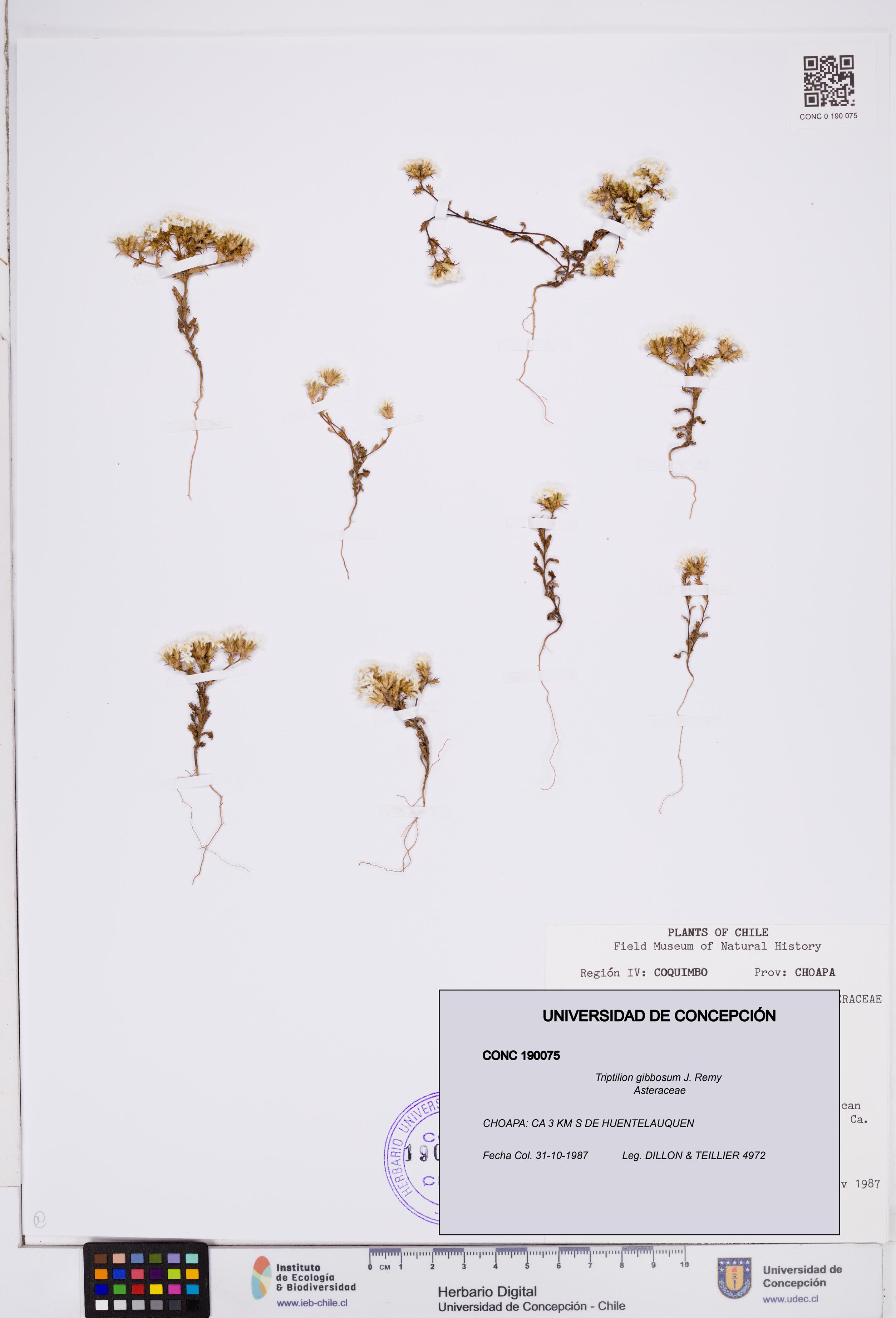Triptilion gibbosum [Espécimen: ]