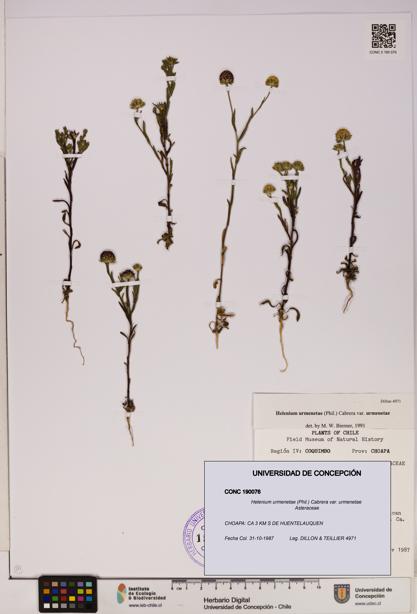 Helenium urmenetae var. urmenetae [Espécimen: UDEC:CONC:0190076]