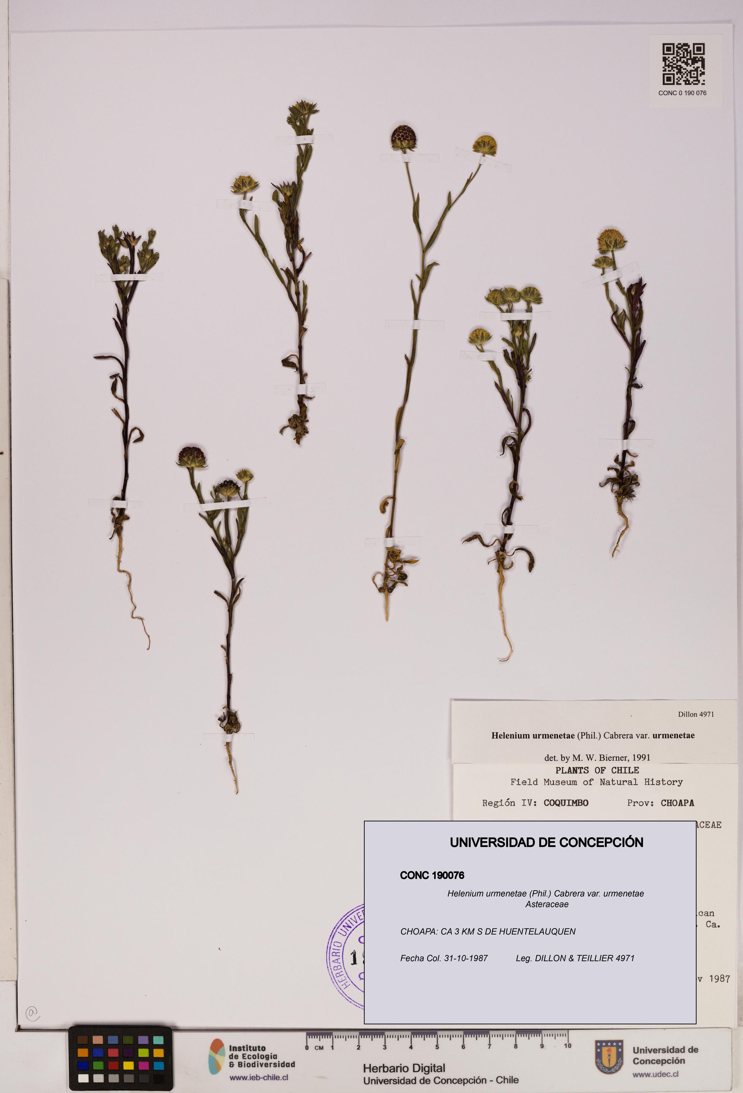 Helenium urmenetae var. urmenetae [Espécimen: UDEC:CONC:0190076]