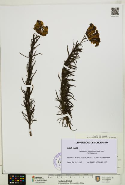 Heliotropium stenophyllum [Espécimen: UDEC:CONC:0190077]