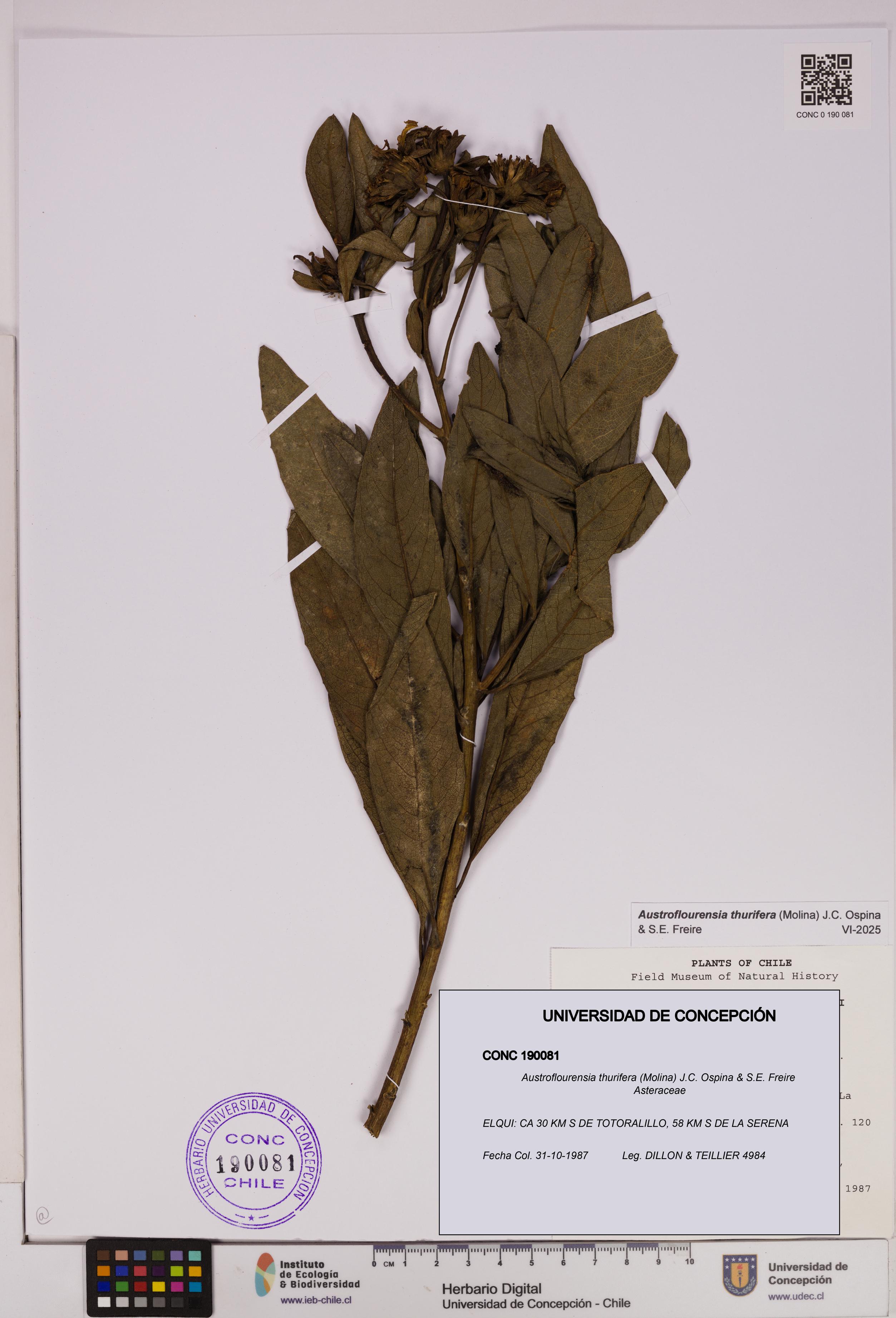 Austroflourensia thurifera [Espécimen: UDEC:CONC:0190081]