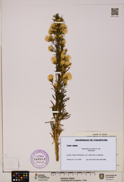 Pleocarphus revolutus [Espécimen: UDEC:CONC:0190083]
