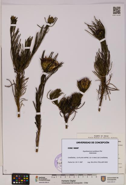 Gypothamnium pinifolium [Espécimen: UDEC:CONC:0190087]
