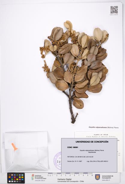 Gayella valparadisaea [Espécimen: UDEC:CONC:0190091]