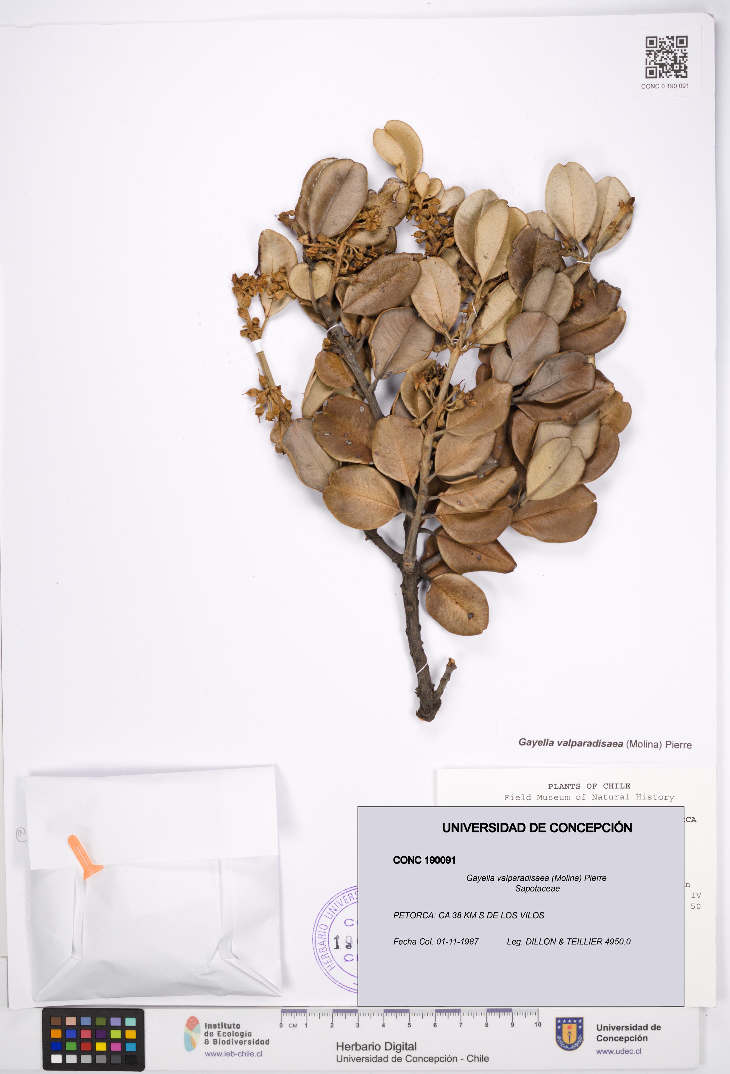 Gayella valparadisaea [Espécimen: UDEC:CONC:0190091]