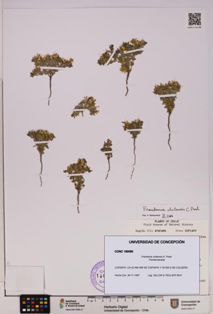 Frankenia chilensis [Espécimen: UDEC:CONC:0190095]