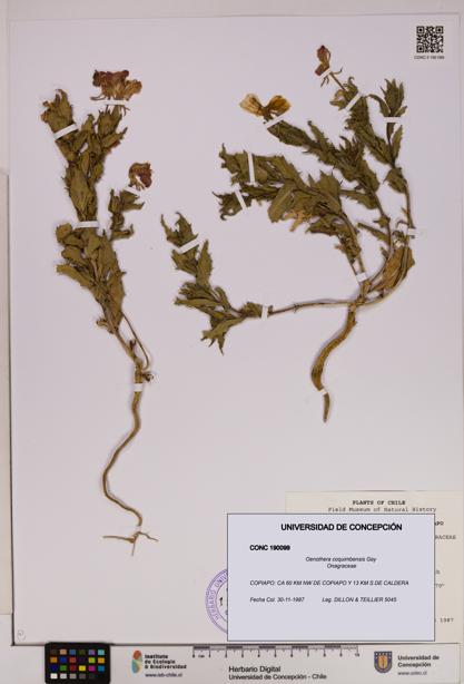 Oenothera coquimbensis [Espécimen: UDEC:CONC:0190099]