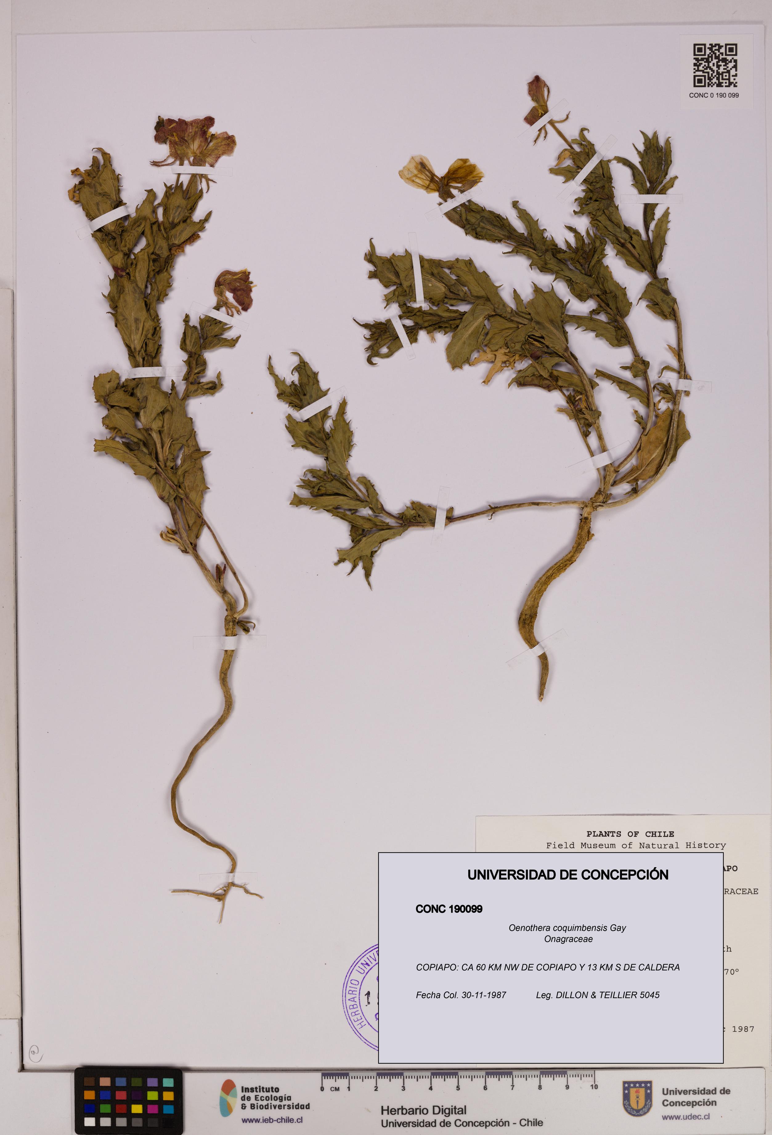 Oenothera coquimbensis [Espécimen: UDEC:CONC:0190099]