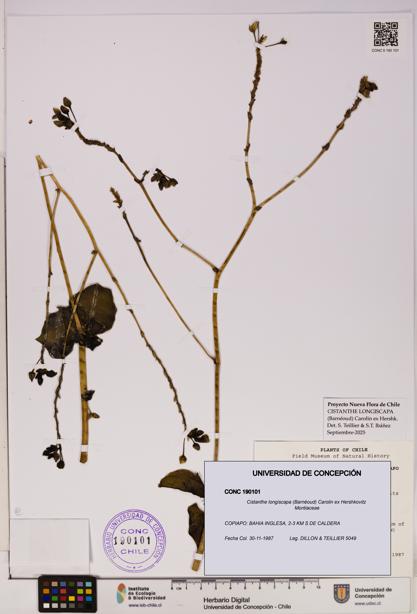 Cistanthe longiscapa [Espécimen: UDEC:CONC:0190101]